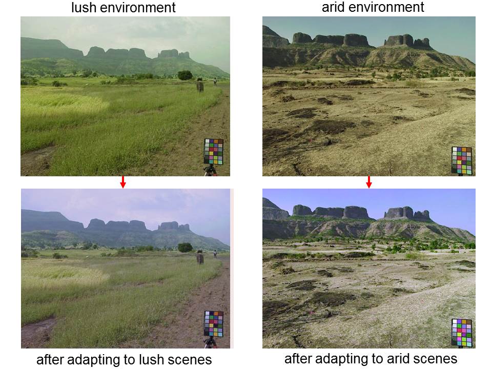 A 4 panel display of images adapted to different environments. Left: image of a lush environment and a muted version simulating post-adaptation. Right: image of an arid environment and a more vivid version simulating post-adaptation